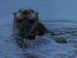 Sea Otter Swimming, Looking At Camera