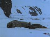 Weddell Seal Pup Suckles From Mother On Ice