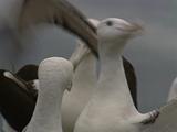 Northern Royal Albatross Party Of Single Males, Bill Clapping, Sky-Calling And Greeting Displays  (Heads Up, Calling, Wings Opening) - Gossiping