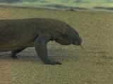 Komodo Dragon Walking On Beach, Tongue Flicks In And Out, Profile