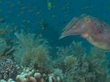 Cuttlefish Hunting, Tongue Shoots Out Then It Swims Away Backwards