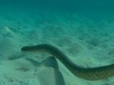 Horned Sea Snake Swims Along Uneven Sea Bed 