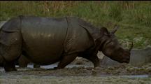 Asian Rhinos Walk Thru Mud Away From Camera, Two Come Head To Head
