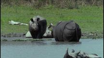 Indian Rhinos Wallow In Waterhole
