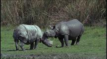 Indian Rhinos Nuzzling And Mouthing Each Other