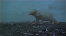 Fluffy White Arctic Fox Being Blown Back By Wind