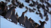 Crested Auklets Colony Flapping On Snowy Slope