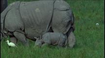 Asian Rhino Mother And Calf Grazing, White Bird Alongside