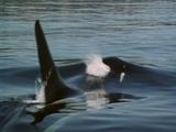 Killer Whale Breaches Gracefully, Blows Through Blowhole, Sinks Below Surface Again