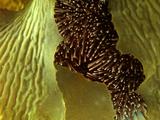 Sea Urchin Spines Just Visible Thru Kelp