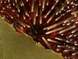 Sea Urchin Mouth On Kelp Leaf. Spines And Tube Feet Moving