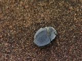 Bcu Small White Waxy Coated Beetle On Sand, Flattened Shape