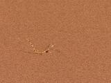 Desert Lizard Runs Fast Over Sand, Then Stops And Lifts Feet Off Hot Sand.