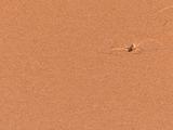 Desert Lizard Runs Fast Over Sand