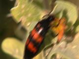 Red Black Beetle On Leaf