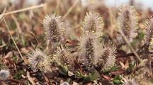  Wind Blowing Arctic Willow Catkins 