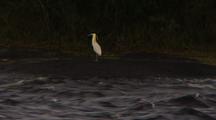 Capped Heron Flies Across River Away From Cam And Lands On Far Bank