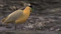 Ms Capped Heron At River Edge, Catching And Eating
