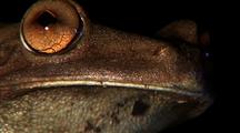 Cu Frogs Head, Throat Pouch Moving Rapidly 