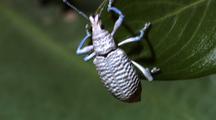 White Weevil Climbs Up Leaf Then Takes Off