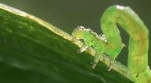 Cu Predatory Caterpillar Walking On Green Leaf, Hunting