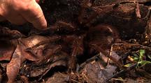 Mcu Tra Goliath Bird Eating Spider Provoked By Human Hand