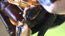 Bcu Giant Centipede Feeding On Blackheaded Cockroach
