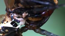 Various Shots: Bcu Giant Centipede Feeding On Blackheaded Cockroach, Guts Visible, Ms, Mcu, Cu