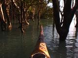 Prow Pov As Canoe Moves Through Mangroves, Bow In Centre Of Shot.
