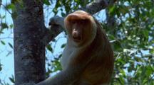 Male Proboscis Monkey In Tree Issues Alarm Call