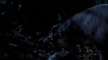 Babirusa Pass Eachother Eating Figs Off Forest Floor