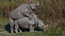 Male Indian Rhino Thrusts Into Female