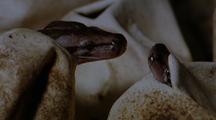 Two Indian Python Infants Emerge From Eggs, Nose To Nose