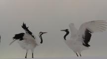 Cranes Perform Mating Dance, Heads Bobbing, Jumping Up And Down