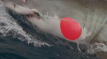 Great White Shark Breaks Surface, Snaps Rope Holding Red Bouy And Tuna Bait.