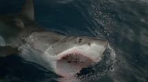 Great White Shark Stretches Toothy Jaws To Take Bait, Gulps Water, Swims Off, Gills Underwater