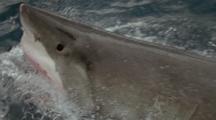 Snout Of Great White Shark Breaks Surface, Pink Gums And Sharp Teeth