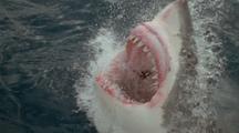 Great White Shark Feeding Stock Footage