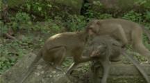Long-Tailed Macaques Play Or Wrestle 