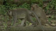 Long-Tailed Macaques Playing