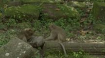 A Group Of Long-Tailed Macaques Play And Then Suddenly Flee Exiting The Frame