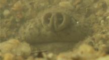 Cantors Giant Softshell Turtle Camouflaged In Muddy River Bottom, Can See Snout And Eye