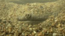 Cantors Giant Softshell Turtle In Muddy River Bottom, Raises Up Snout And Mouth
