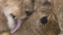 Female Lion Grooms Cubs