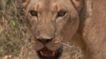 Lions With Fresh Impala Kill