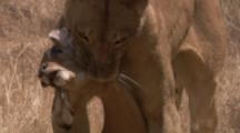 Lion Carries Fresh Impala Kill
