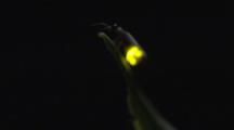 Single Firefly At Night On Leaf, Flashes Light