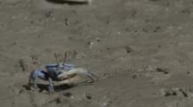 Fiddler Crab Scuttles Into Hole On Mudflat