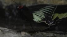Birdwing Butterflies Drink And Flap Wings