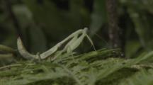 Praying Mantis In Jungle, Watches And Waits